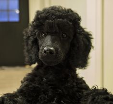 a black poodle sitting on the floor in front of a door and looking at the camera