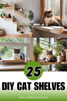 two cats sitting on top of shelves with plants