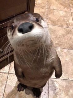 an otter is standing on its hind legs and looking up at the camera with his mouth open