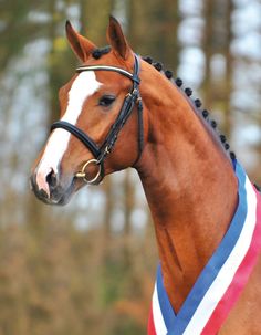 a brown horse wearing a red, white and blue blanket on it's head