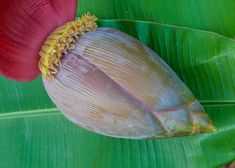 a banana plant with a red flower on it's end and green leaves in the background