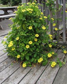 yellow flowers are growing on the wooden deck