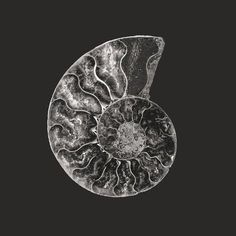 a black and white photo of an ammonet shell on a dark background with the word