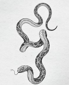 a black and white drawing of a snake