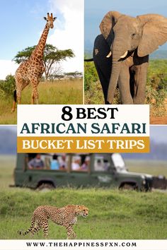 top left photo: giraffe; top right photo: elephant; bottom photo: people on African safari with Cheetah walking around Best Safari In Africa, Planning A Safari, African Safari Vacation, African Safari Travel, Best Safari Destinations, Best African Safari Tours, African Safari Trip, Africa Safari Travel, Safari Pictures