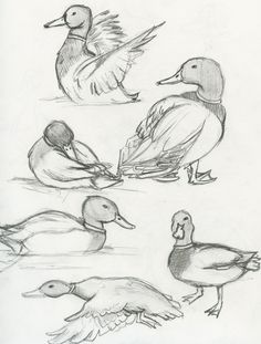 pencil drawing of ducks and their babies in various positions, including one sitting on the ground