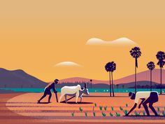 two men are plowing the land with cows and palm trees in the background at sunset