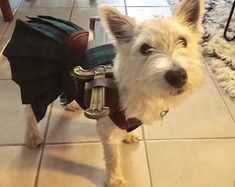 a small white dog wearing a leather jacket and leash standing on the tile floor next to a table