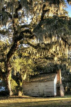 an old log cabin sits under a large tree with spanish moss hanging from it's branches