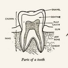 the parts of a tooth labeled in black and white