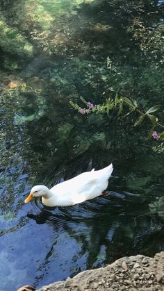 a white duck floating on top of a body of water