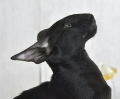 a close up of a black dog with its head turned to the side looking up