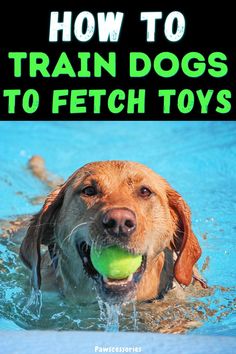 a dog with a tennis ball in its mouth and the title how to train dogs to fetch toys