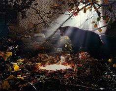 an image of a bear surrounded by leaves and branches with sunlight coming through the window