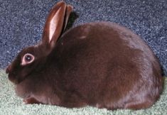 a brown rabbit sitting on top of a carpet