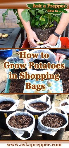 how to grow potatoes in shopping bags