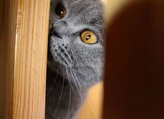 a gray cat peeking out from behind a wooden door with it's head sticking out