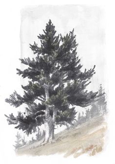 a pencil drawing of a pine tree