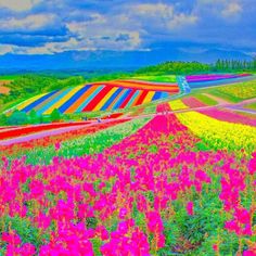 a field full of colorful flowers under a cloudy sky