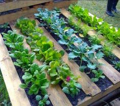 a wooden pallet filled with lots of different types of lettuce growing in it