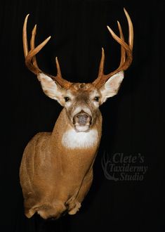 a close up of a deer with antlers on it's head and black background