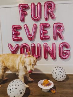 a dog standing next to some balloons that say fur ever young and two plates with food on them