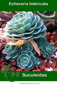 an image of succulents growing in the ground with text that reads, echeveria imbrictata