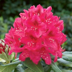 red flowers with green leaves in the background