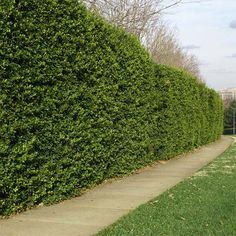 a hedge along the side of a sidewalk