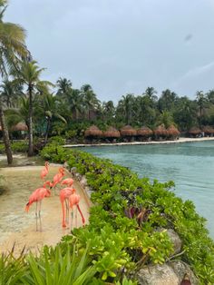 three flamingos are standing on the sand near some water and palm trees in the background