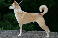 a tan dog standing on top of a rock