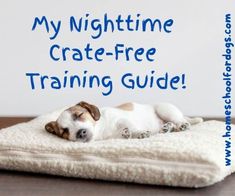 How to train a puppy to sleep without a crate: Nighttime crate-free training guide Puppy Night Training Sleep, Comfy Dog Bed, Train A Puppy, Night Training, Crate Training Puppy, Puppy Crate, Free Puppies