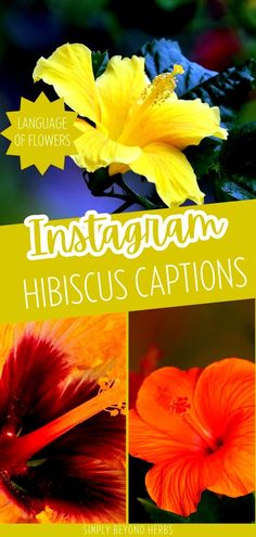 an image of flowers with the words instagramn hibiscus captions