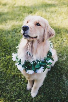 a golden retriever dog wearing a flower lei around its neck sitting in the grass