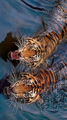 Animal Wallpaper, Funny Animal, Doberman, 귀여운 동물, Big Cats, Aesthetic Art, Wallpaper Iphone