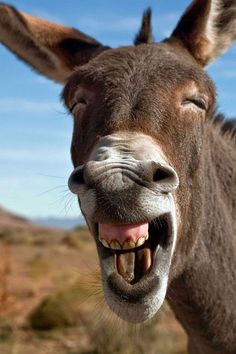 a donkey with its mouth open and the words i got my friday grin on it