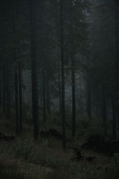 a dark forest filled with lots of tall trees