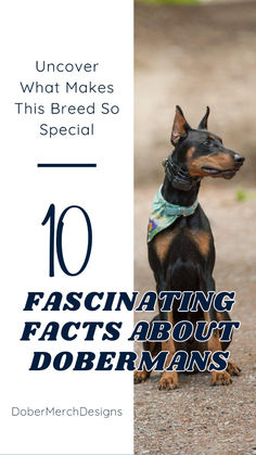 a dog sitting on the ground with text overlay that reads 10 fascinating fact about dobermans