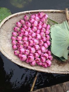 a boat filled with lots of pink flowers floating on top of a lake next to a leafy green plant