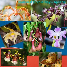 many different flowers and plants are shown in this collage with the words march orchid day - apr16