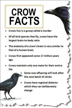 a poster with two birds on it's side and the words crow fact written below