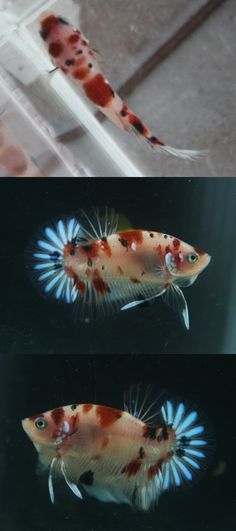 two pictures of an orange and white fish with black spots on it's fins