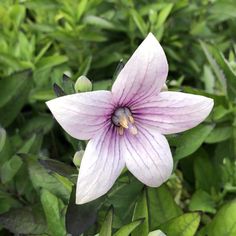 a purple flower with green leaves in the background