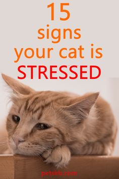 a cat laying on top of a box with the caption 15 signs your cat is stressed