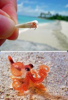 Mini Octopus Weird Sea Creatures, Beautiful Sea Creatures, Exotic Fish, Animal Species, Marine Animals, Ocean Creatures, Ocean Animals, Weird Animals