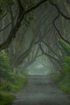 an image of a dark forest road with trees on both sides and fog in the air