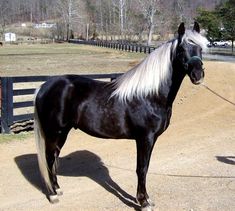 a black and white horse standing on top of a dirt field