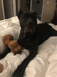 a large black dog laying on top of a bed next to a stuffed animal toy