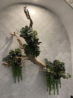 some plants are hanging on the wall