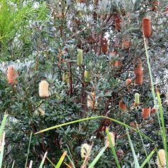 some very pretty looking plants in the grass